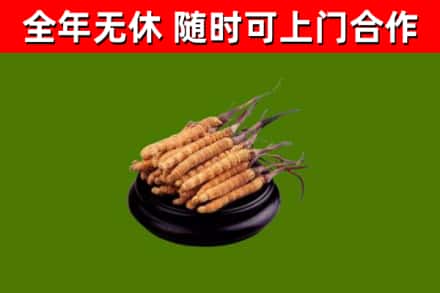 綦江回收冬虫夏草