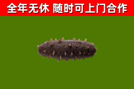 綦江回收海参干